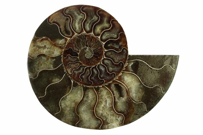 Cut & Polished Ammonite Fossil (Half) - Madagascar #341208